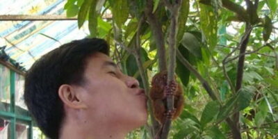 From Bohol & Panglao Island: Full-Day Bohol Tour
