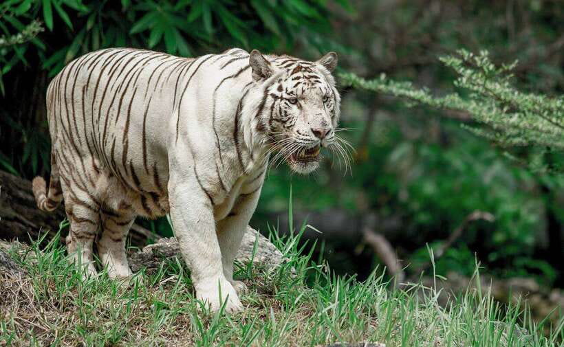 From Cebu City: Cebu Safari and Adventure Park Day Tour - The long road from Cebu City to Carmen