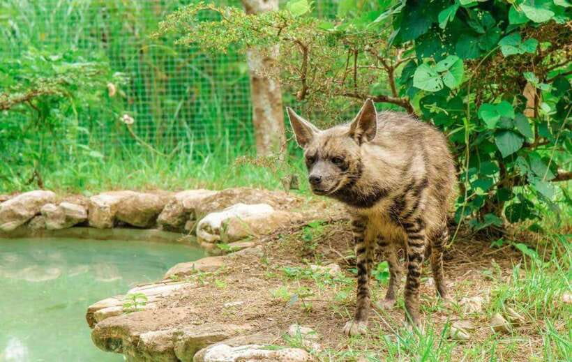 From Cebu City: Cebu Safari and Adventure Park Day Tour - Food, water, and cash matter here