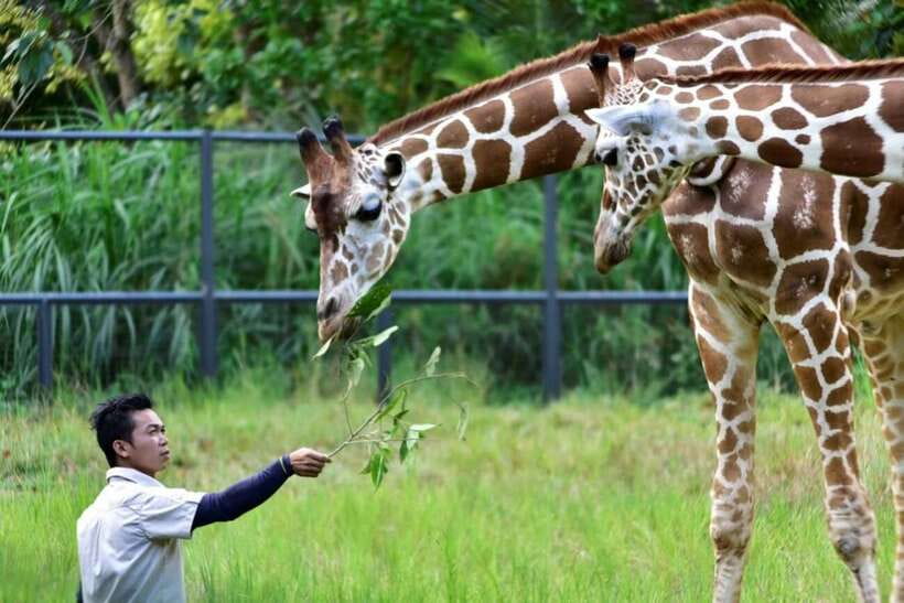 From Cebu City: Cebu Safari and Adventure Park Day Tour - Should you book it?