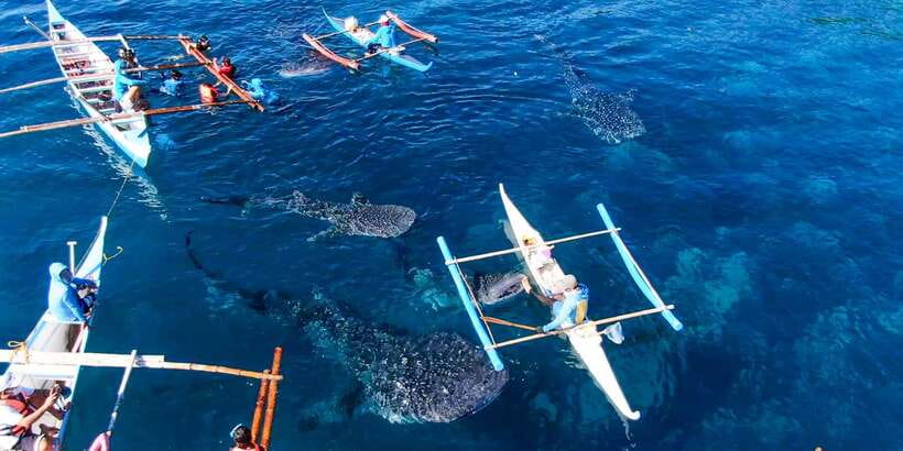From Cebu City: Scuba Diving with Whale Sharks Trip in Oslob - The instructor and the beginner-friendly setup