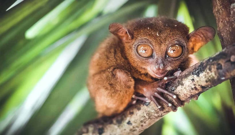 From Cebu: Full-Day Bohol Excursion - Early pickup and the ferry across the Visayas