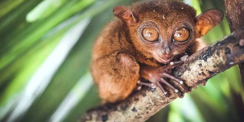 From Cebu: Full-Day Bohol Excursion - How much value do you get for $200?