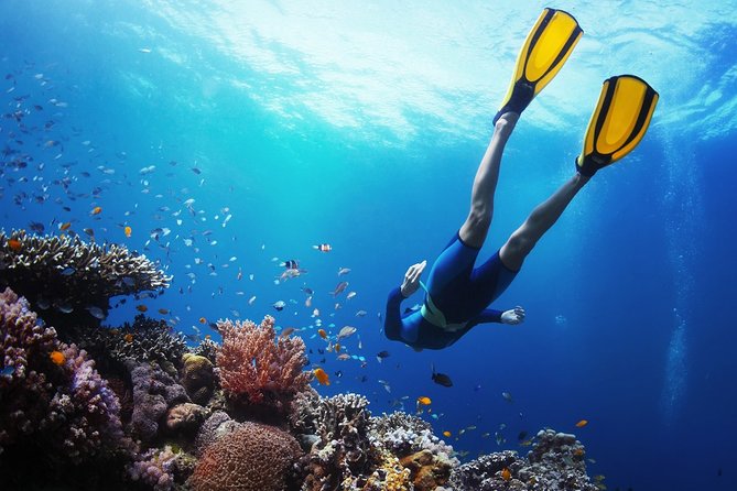 From Cebu: Island Hopping to 3 islands with BBQ lunch - Hilutungan Marine Sanctuary: The Best Stop for Fish