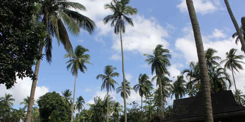 From Manila: Day Tour to Enchanting Hidden Valley - Rare orchids and the plant collection