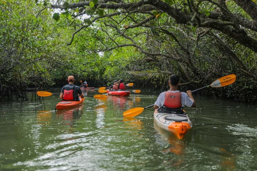 From Tagbilaran City/Panglao Island: Bohol Mangrove Kayaking - Why the Abatan River feels different from a beach day