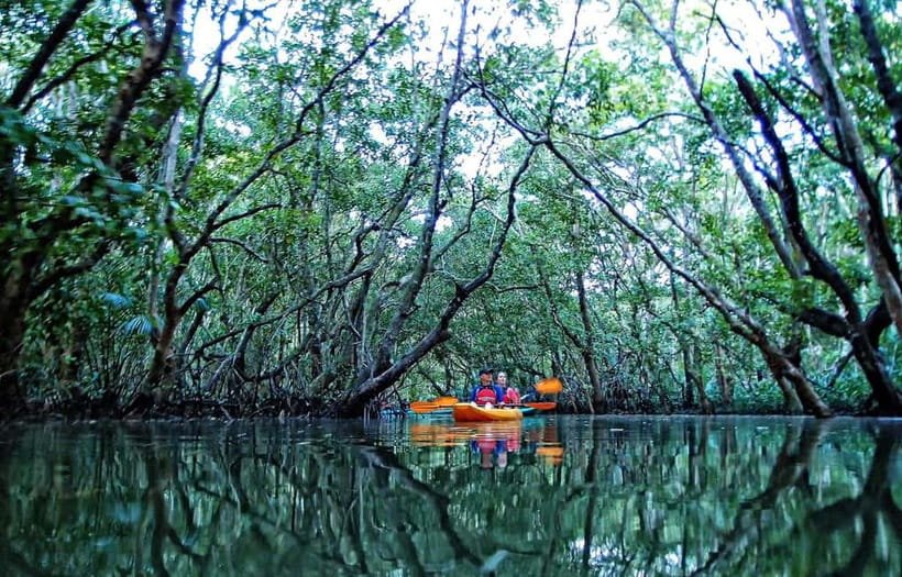 From Tagbilaran City/Panglao Island: Bohol Mangrove Kayaking - From Panglao or Tagbilaran to the river station