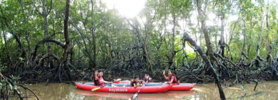 From Tagbilaran City/Panglao Island: Bohol Mangrove Kayaking