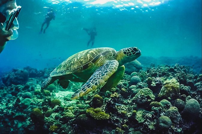 Full-Day Moalboal Islands and Kawasan Falls Small-Group Tour from Cebu - Swimming with sea turtles at Turtle Point