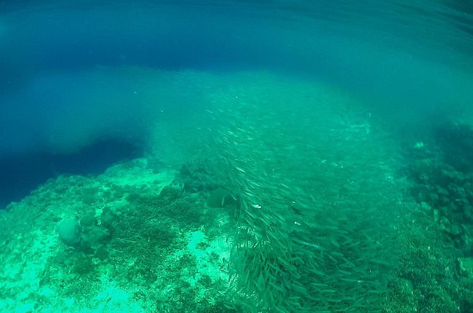 Full-Day Moalboal Islands and Kawasan Falls Small-Group Tour from Cebu - What lunch and transport add to the price