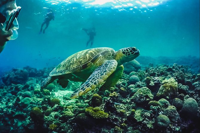 Full-Day Moalboal Islands and Kawasan Falls Small-Group Tour from Cebu - Pescador Island and the open-water portion