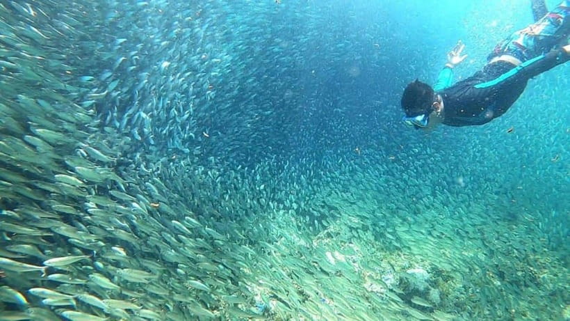 Moalboal: Pescador Island Hopping Adventure and Sardine Run - The sardine run is Moalboal’s big draw