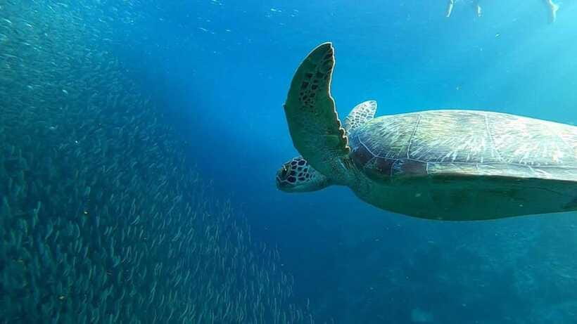 Moalboal: Pescador Island Hopping Adventure and Sardine Run - Turtle watching depends on nature
