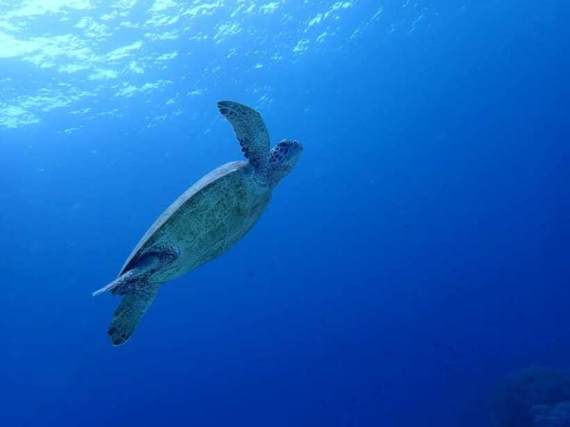 Moalboal Sardine Run, Sea Turtle & Mantayupan Falls - The 4:00 to 5:00 a.m. pickup