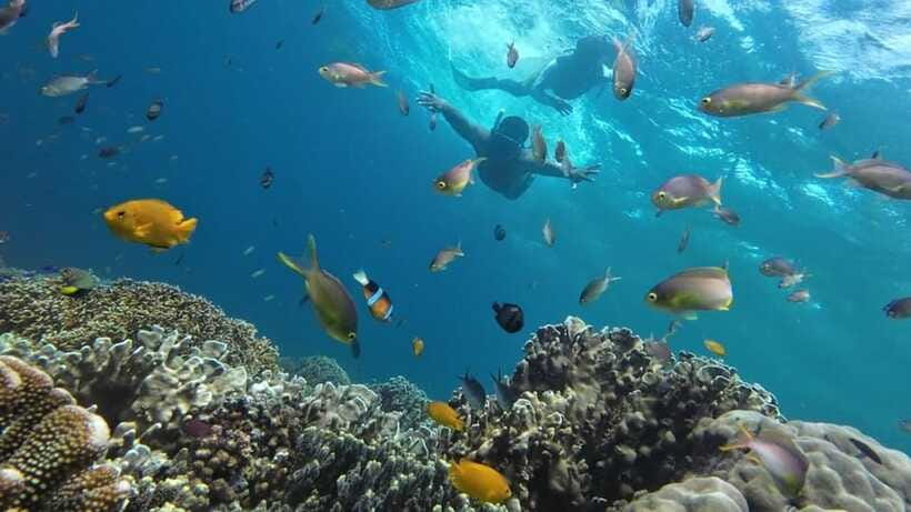 Moalboal: Sardine Run, Turtles and Pescador Island Hopping - The Human Side of the Experience