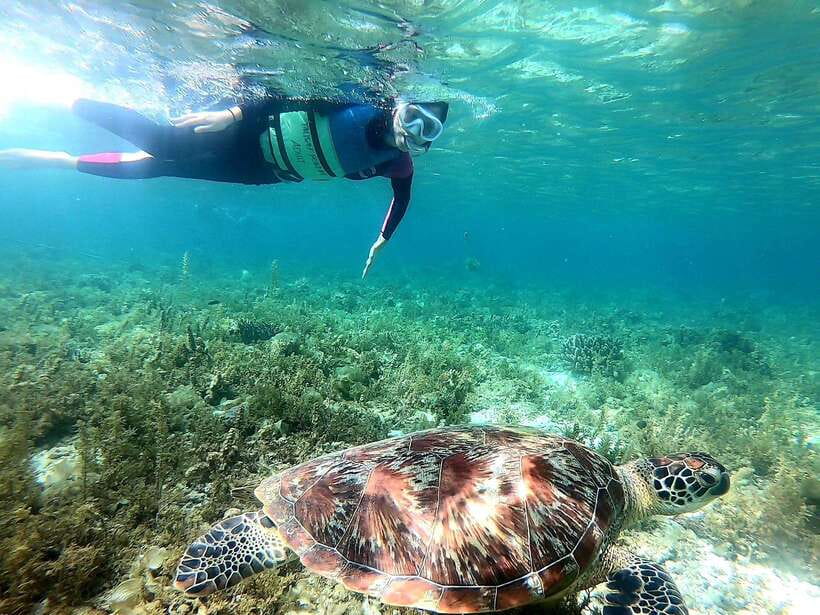 Moalboal: Sardine Run, Turtles and Pescador Island Hopping - Who Should Book This Moalboal Day Trip?