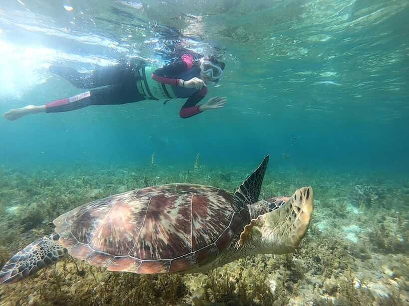 Moalboal: Sardine Run, Turtles and Pescador Island Hopping - Should You Book It?