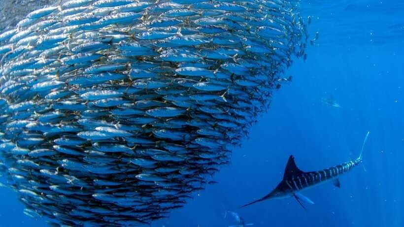 Moalboal Sardines Run Private Tour - Key points at a glance