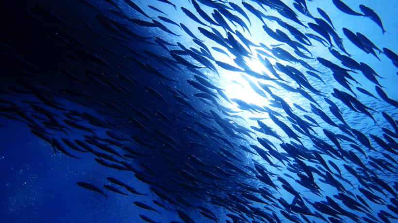 Moalboal Sardines Run Private Tour - The silver wall just off Panagsama Beach
