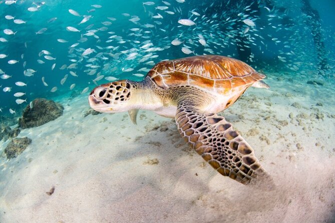 Moalboal Sardines Run Private Tour w/ Transfers Option - Why Moalboal’s Sardine Run Is Worth Your Time