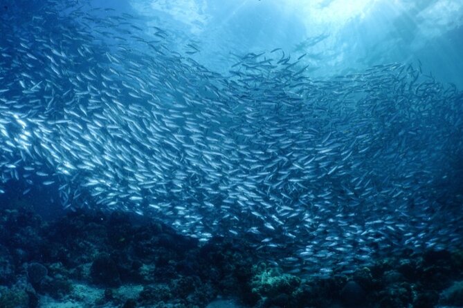 Moalboal Sardines Run Private Tour w/ Transfers Option - How the Private Format Changes the Experience