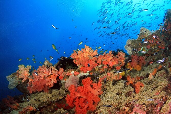 Moalboal Sardines Run Private Tour w/ Transfers Option - Practical Details Before You Book