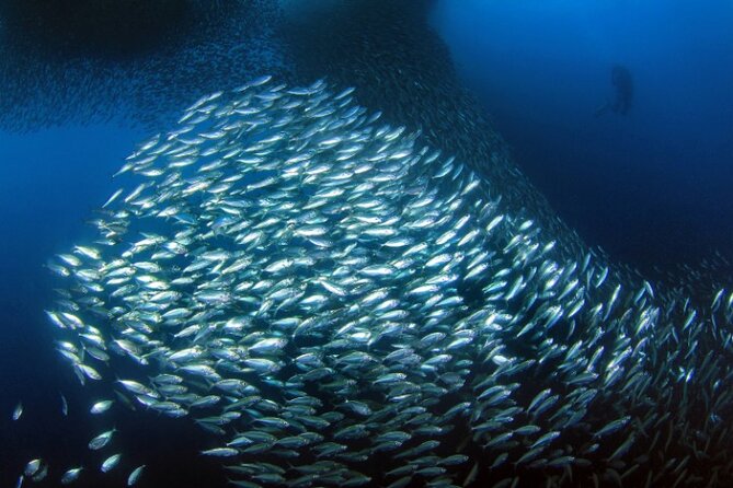 Moalboal Sardines Run Private Tour w/ Transfers Option - Watching Millions of Sardines Move as One
