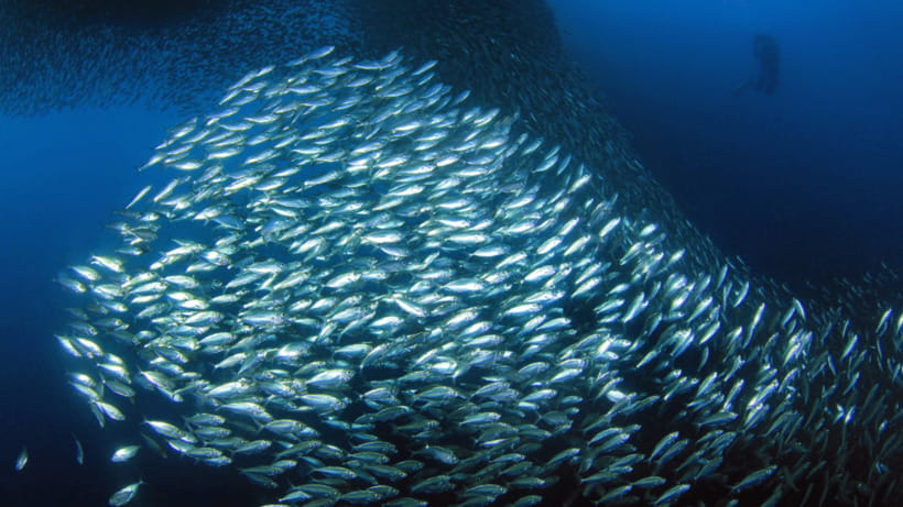 Moalboal Sardines Run Private Tour - What happens during the one-hour outing