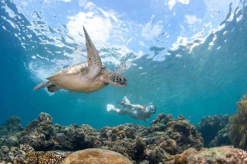 Moalboal: Scuba Diving and Pescador Island Hopping - Key things to know before booking