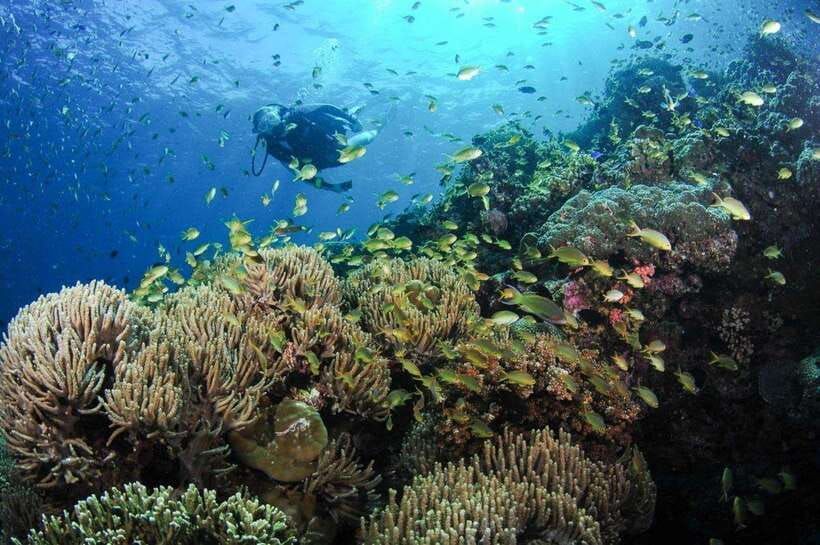 Moalboal: Scuba Diving and Pescador Island Hopping - Why Moalboal’s sardines are worth seeing
