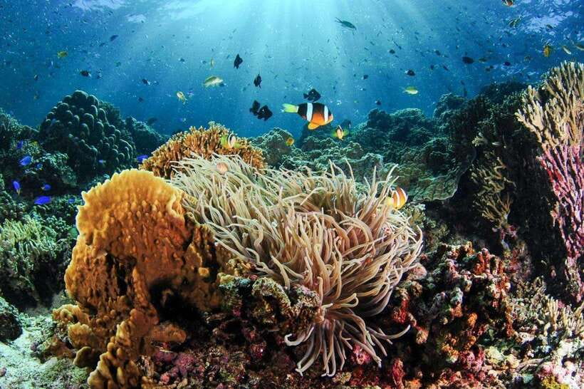 Moalboal: Scuba Diving and Pescador Island Hopping - What happens around Pescador Island