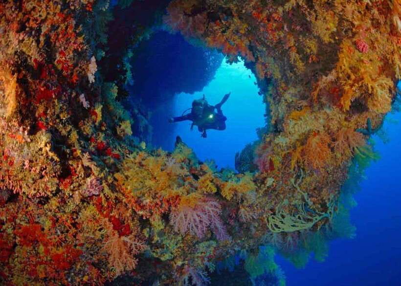 Moalboal: Scuba Diving and Pescador Island Hopping - Marine life you might see