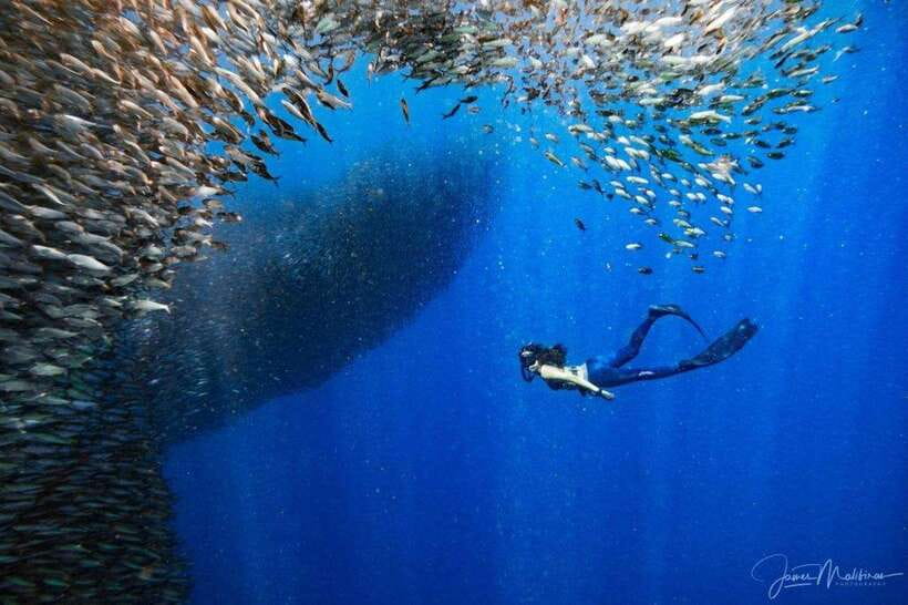 Moalboal: Scuba Diving and Pescador Island Hopping - Who should book this experience?