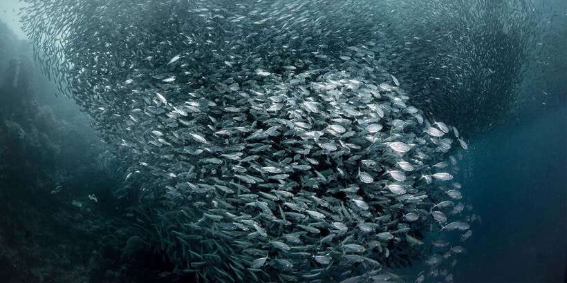 Moalboal with Canyoneering Tour (Shared Tour) - Moalboal’s sardine run is close, crowded, and worth seeing