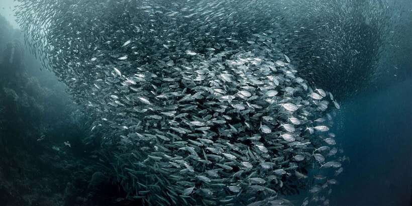 Moalboal with Canyoneering Tour (Shared Tour) - Turtle snorkeling can be memorable, but give the animals room