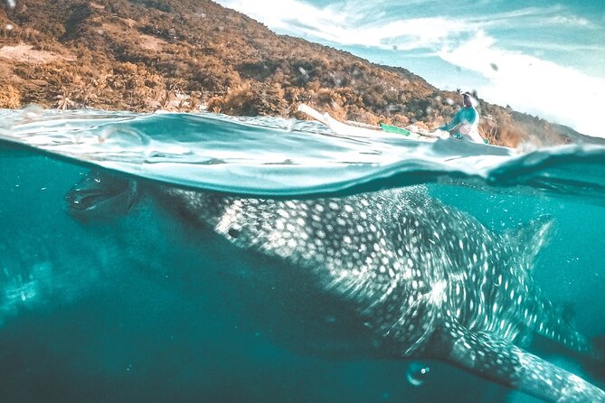 Oslob Whale Shark Private Tour with Sumilon & Tumalog Falls - Why the Oslob whale shark stop sets the tone