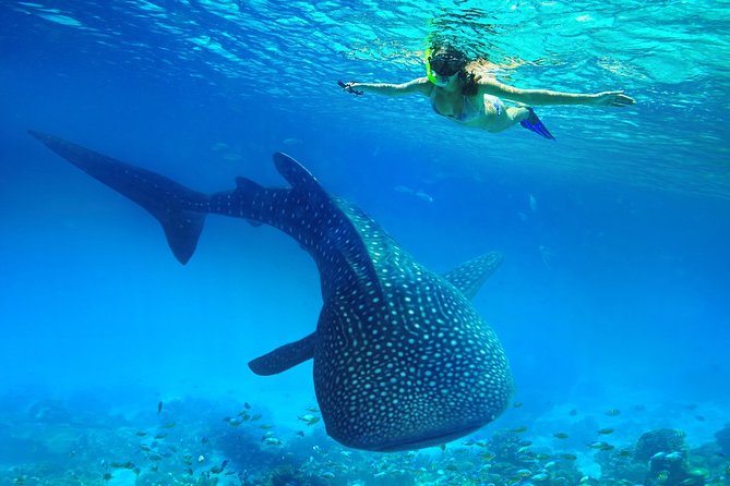Oslob Whale Shark Snorkeling & Kawasan Canyoning Tour - Waiting at BCD’s Place in Oslob