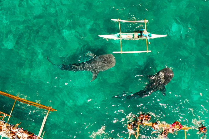 Oslob Whale Shark Snorkeling & Kawasan Canyoning Tour - Meeting the whale sharks in Oslob