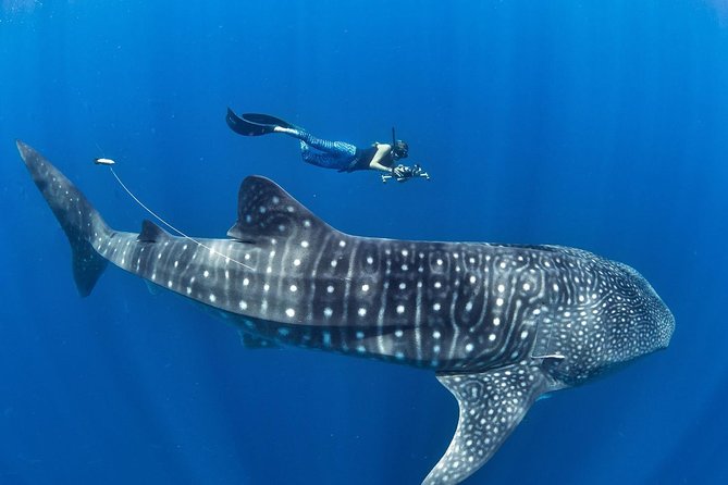 Oslob Whale Shark Snorkeling & Pescador & Sardine Run & Turtle - Key points at a glance