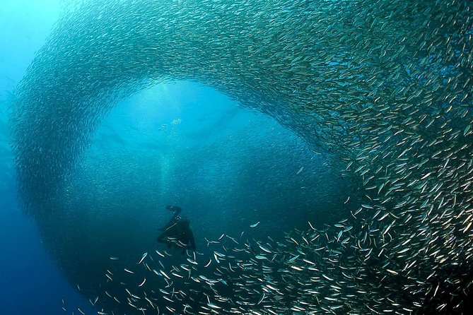 Oslob Whale Shark Snorkeling & Pescador & Sardine Run & Turtle - A 3:30 a.m. start for Cebu’s biggest sea sights