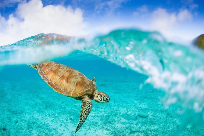 Oslob Whale Shark Snorkeling & Pescador & Sardine Run & Turtle - Who will enjoy this Cebu day trip