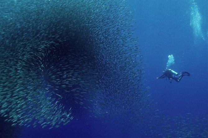 Oslob Whale Shark Snorkeling & Pescador & Sardine Run & Turtle - Oslob’s whale sharks: thrilling, crowded, and not fully wild