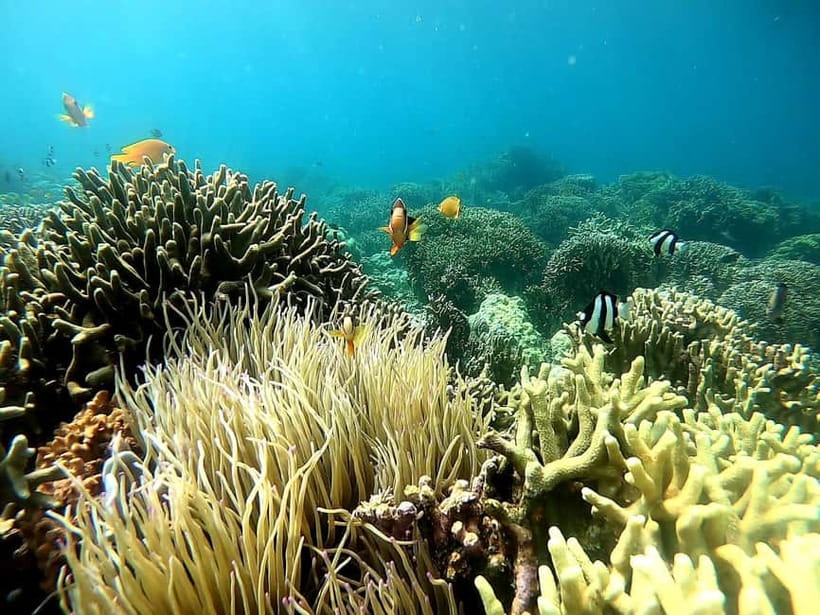Oslob: Whale Shark Tour with Sumilon & Moalboal Snorkeling - Why this Cebu day trip works