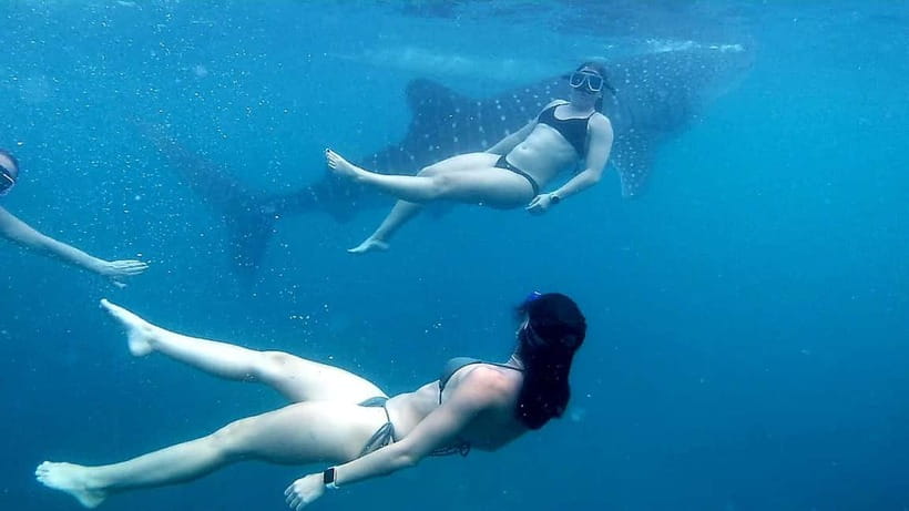 Oslob: Whale Shark Tour with Sumilon & Moalboal Snorkeling - Moalboal’s Sardine Run and turtle search