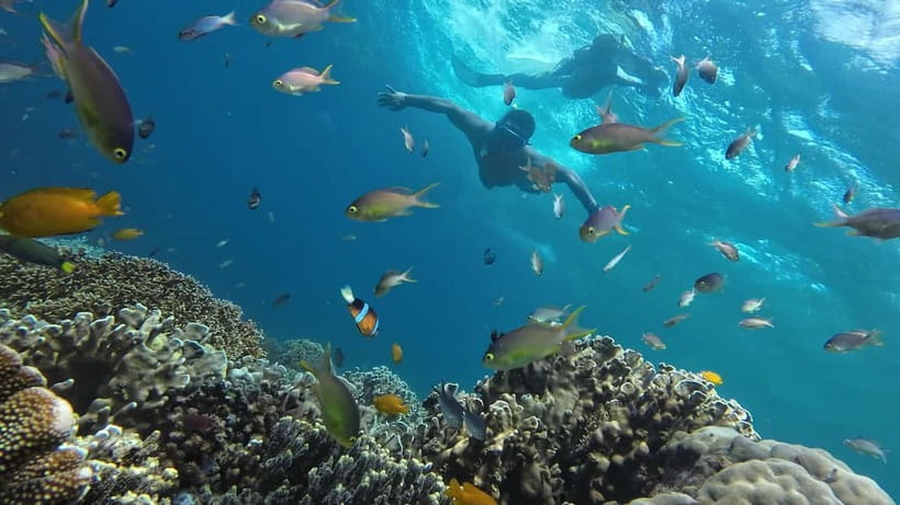 Oslob: Whale Shark Tour with Sumilon & Moalboal Snorkeling - Guides, transport, and how the day feels