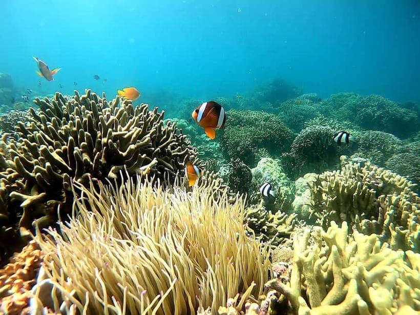 Oslob: Whale Shark Tour with Sumilon & Moalboal Snorkeling - What the $81 price really buys you