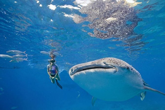 Oslob Whale Shark & Tumalog Falls & Kawasan Falls Canyoneering - The guides make or break the day