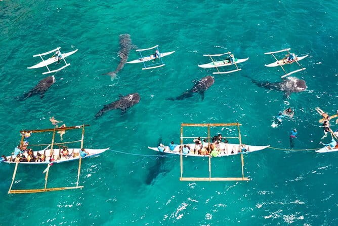 Oslob Whale Shark & Tumalog Waterfalls & Sumilon Sandbar - Meeting the whale sharks at Oslob