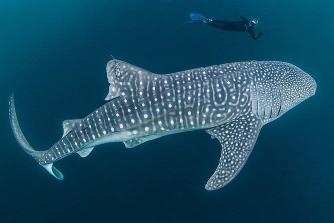 Oslob Whale Shark & Tumalog Waterfalls & Sumilon Sandbar - Two hours on Sumilon Sandbar