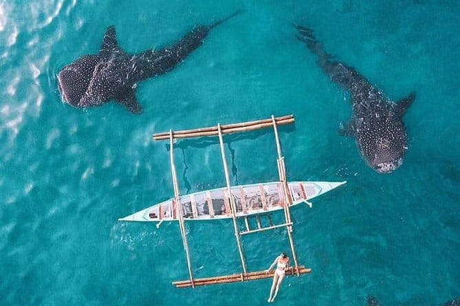 Oslob Whale Shark & Tumalog Waterfalls & Sumilon Sandbar - My booking advice